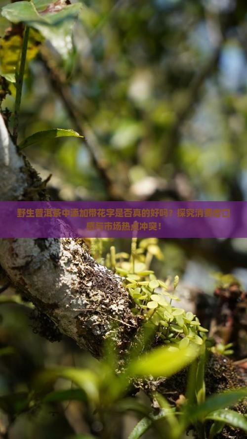 野生普洱茶中添加带花字是否真的好吗？探究消费者口感与市场热点冲突！