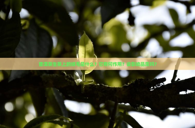 普洱茶生茶上的绒毛是什么？它有何作用？会影响品质吗？