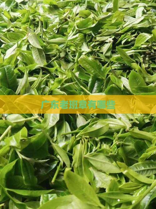 广东老班章有哪些