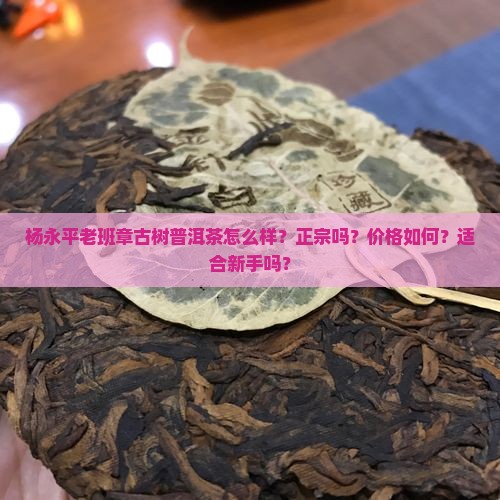 杨永平老班章古树普洱茶怎么样？正宗吗？价格如何？适合新手吗？