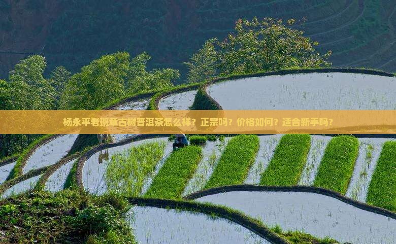 杨永平老班章古树普洱茶怎么样？正宗吗？价格如何？适合新手吗？