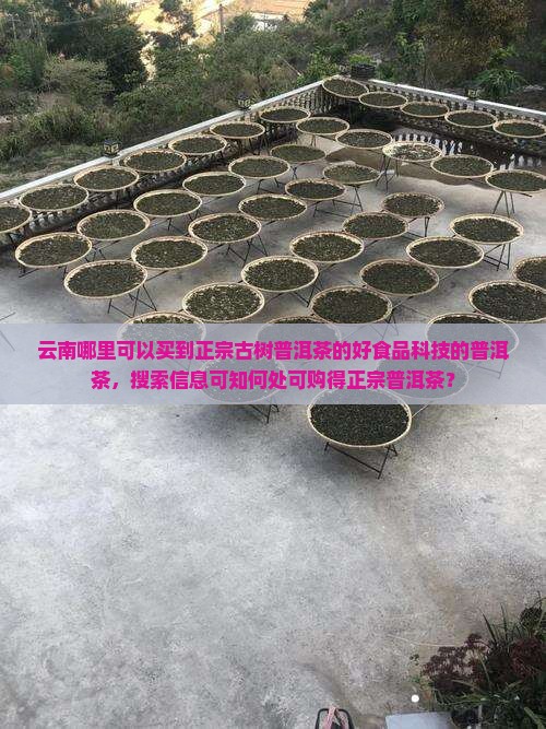 云南哪里可以买到正宗古树普洱茶的好食品科技的普洱茶，搜索信息可知何处可购得正宗普洱茶？