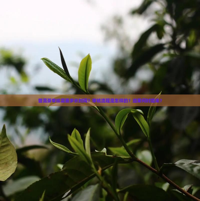 普洱茶审核需要多长时间？审核流程是怎样的？结果何时啮来？