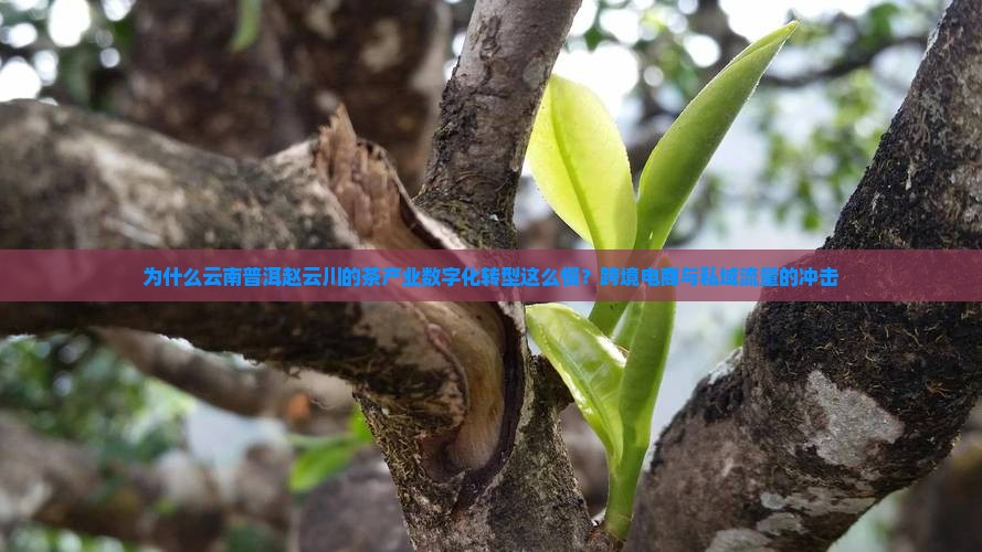 为什么云南普洱赵云川的茶产业数字化转型这么慢？跨境电商与私域流量的冲击