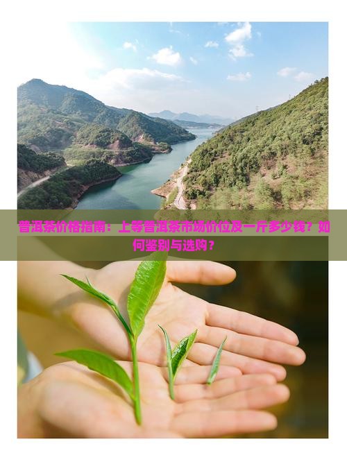 普洱茶价格指南：上等普洱茶市场价位及一斤多少钱？如何鉴别与选购？