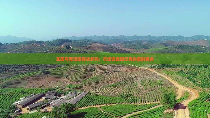 龙园号普洱茶假货多吗：市场调查揭示真伪鉴别要点