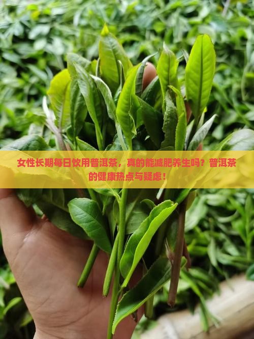 女性长期每日饮用普洱茶，真的能减肥养生吗？普洱茶的健康热点与疑虑！