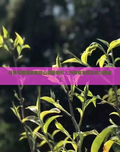 易普号普洱茶南糯山品质如何？为何成为茶友热议焦点？