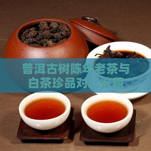 普洱古树陈年老茶与白茶珍品对比鉴藏