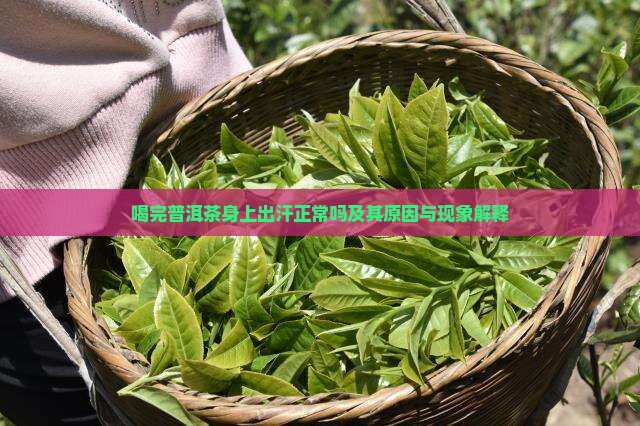 喝完普洱茶身上出汗正常吗及其原因与现象解释
