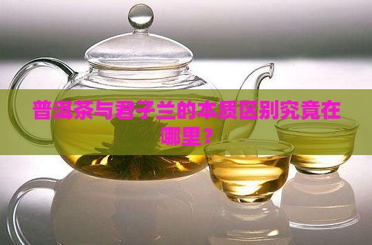 普洱茶与君子兰的本质区别究竟在哪里？