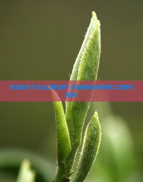 普洱茶天下为公口感如何？其独特风味与制作工艺有何关联？