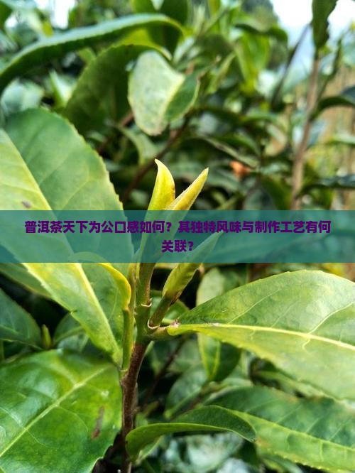 普洱茶天下为公口感如何？其独特风味与制作工艺有何关联？