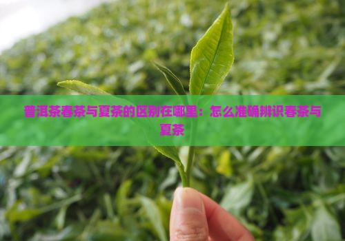 普洱茶春茶与夏茶的区别在哪里：怎么准确辨识春茶与夏茶