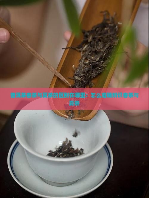 普洱茶春茶与夏茶的区别在哪里：怎么准确辨识春茶与夏茶