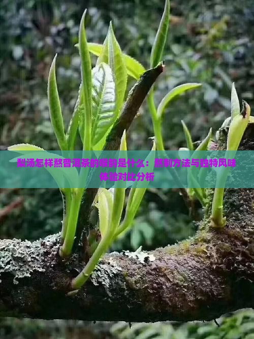 梨汤怎样熬普洱茶的喉韵是什么：熬制方法与独特风味体验对比分析