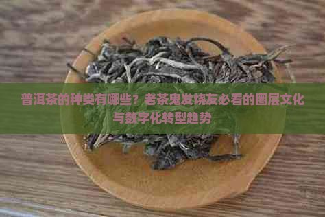 普洱茶的种类有哪些？老茶鬼发烧友必看的圈层文化与数字化转型趋势