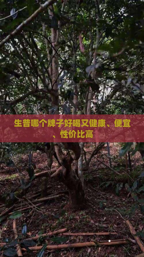 生普哪个牌子好喝又健康、便宜、性价比高