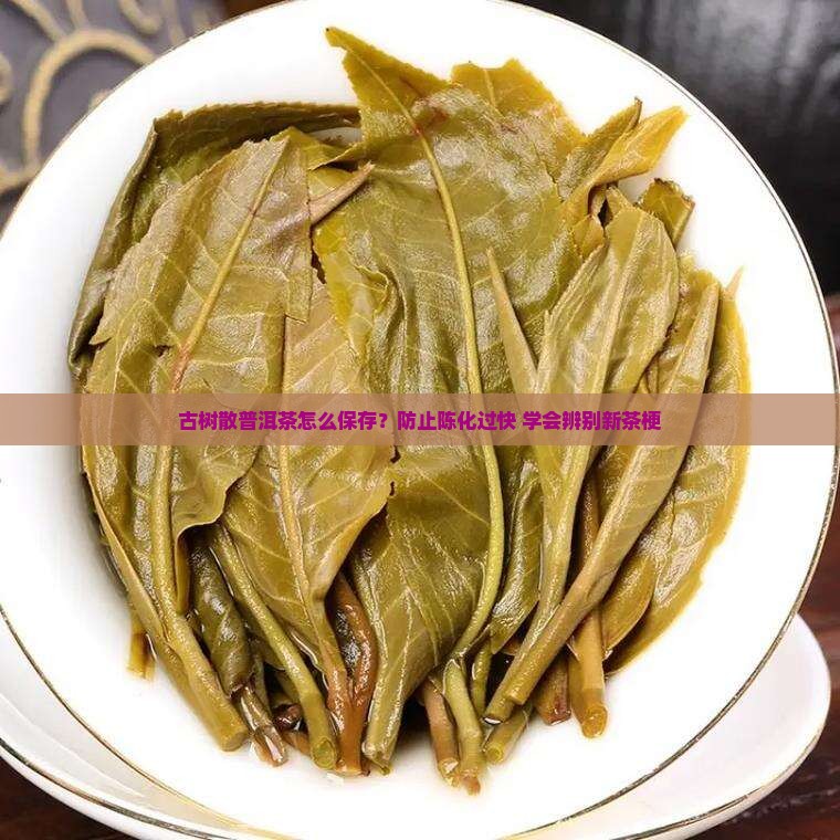 古树散普洱茶怎么保存?防止陈化过快+学会辨别新茶梗 古树散普洱茶怎么保存?防止陈化过快+学会辨别新茶梗