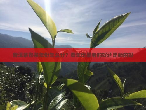 普洱茶熟茶年份怎么分？看年份是老的好还是新的好