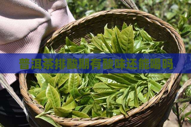 普洱茶排酸期有酸味还能喝吗