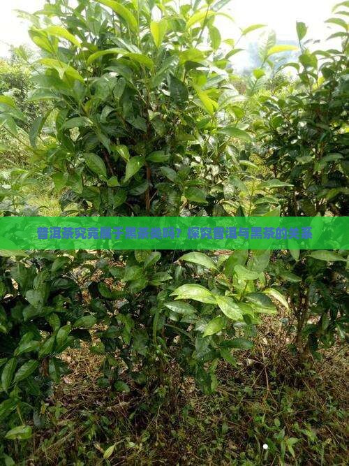 普洱茶究竟属于黑茶类吗？探究普洱与黑茶的关系