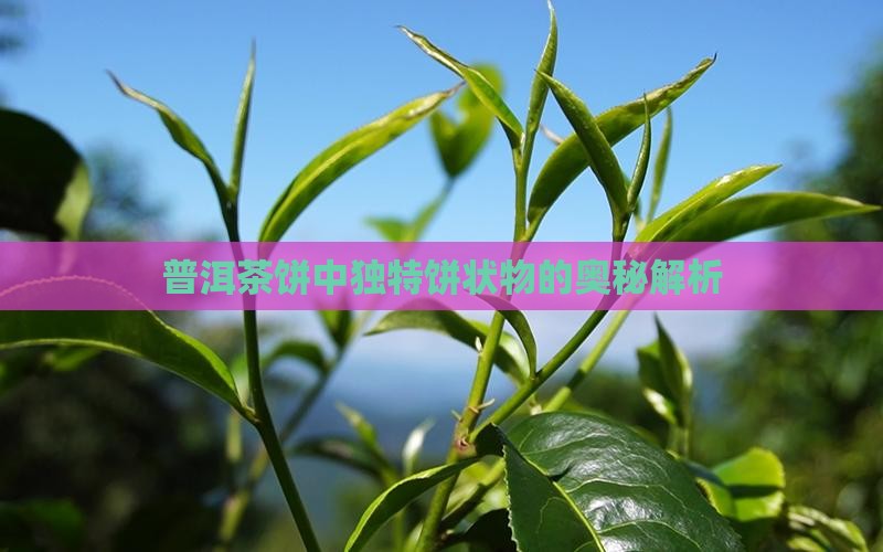 普洱茶饼中独特饼状物的奥秘解析