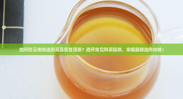 如何在云南挑选到高品质普洱茶？避开常见购买陷阱，掌握最新选购攻略！