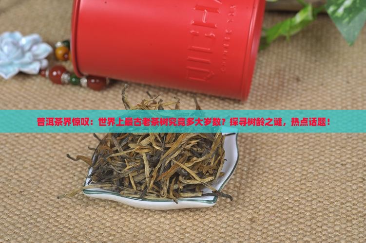 普洱茶界惊叹：世界上最古老茶树究竟多大岁数？探寻树龄之谜，热点话题！