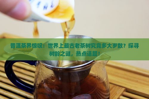 普洱茶界惊叹：世界上最古老茶树究竟多大岁数？探寻树龄之谜，热点话题！