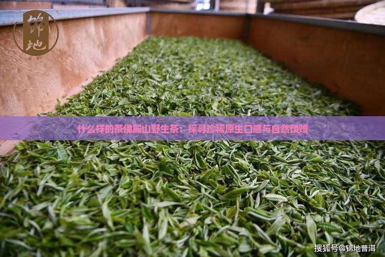 什么样的茶佛殿山野生茶：探寻珍稀原生口感与自然馈赠