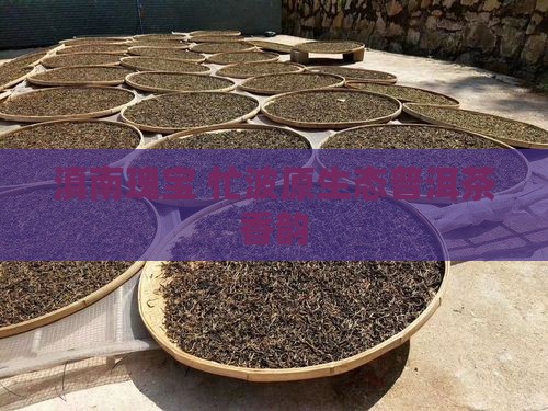 滇南瑰宝 忙波原生态普洱茶香韵