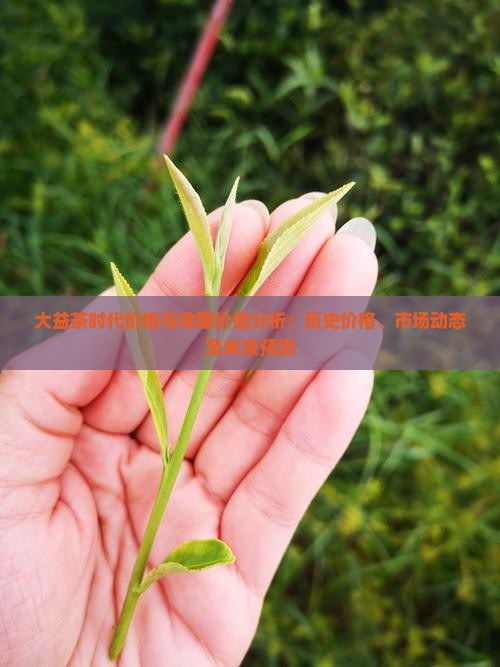 大益茶时代价格与收藏价值分析：历史价格、市场动态及未来预测