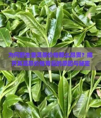 为何野生普洱茶价格那么昂贵？揭开其高昂价格背后的原因与秘密