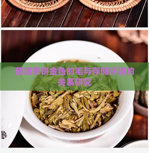 普洱茶饼金色的毛与存储环境的关系研究