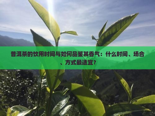 普洱茶的饮用时间与如何品鉴其香气：什么时间、场合、方式最适宜？