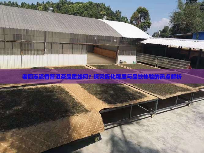 老同志流香普洱茶品质如何？探究陈化程度与品饮体验的热点解析