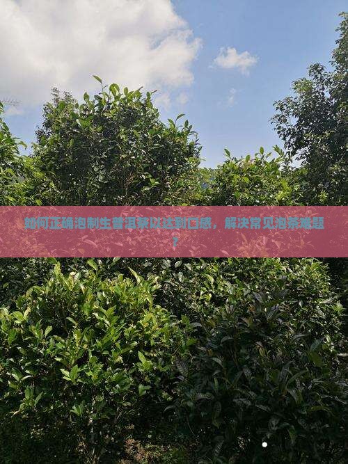 如何正确泡制生普洱茶以达到口感，解决常见泡茶难题？