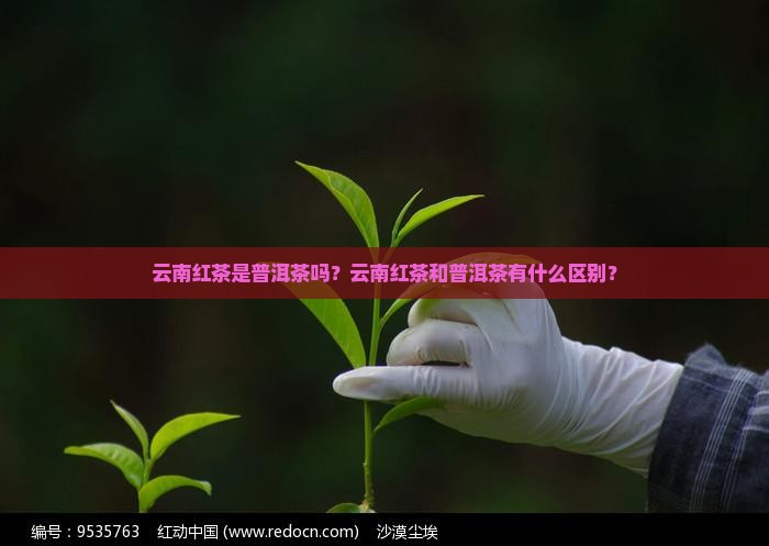 云南红茶是普洱茶吗？云南红茶和普洱茶有什么区别？