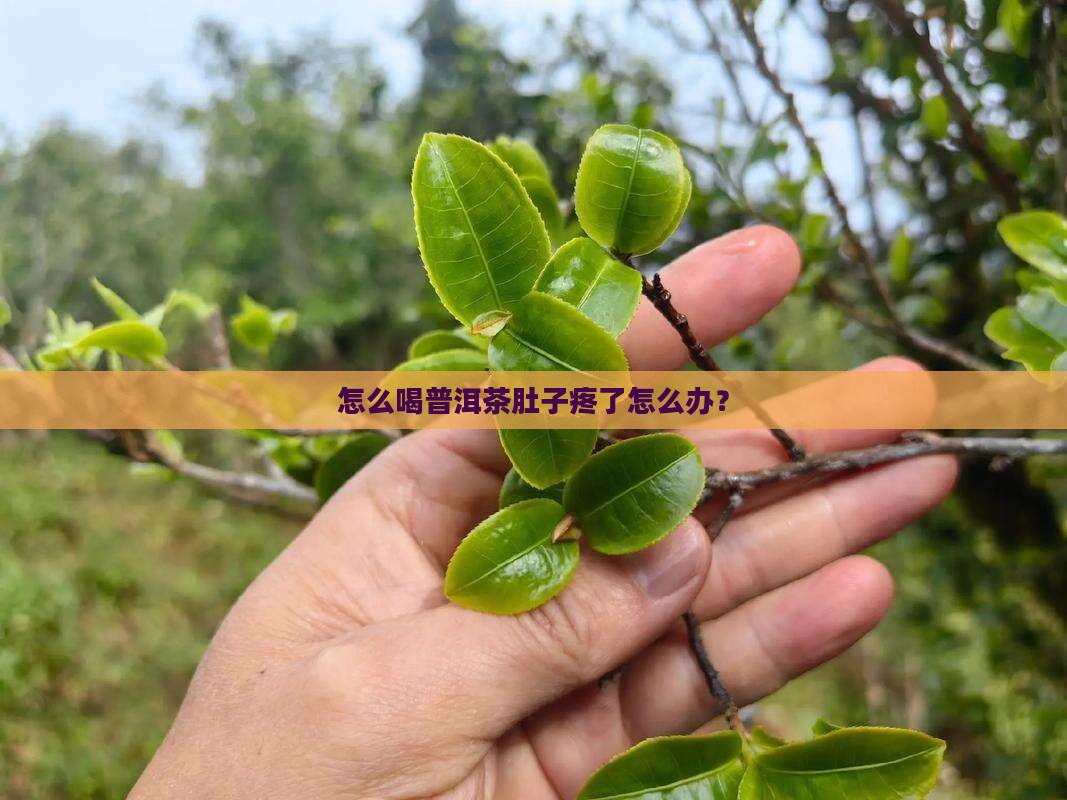 怎么喝普洱茶肚子疼了怎么办？