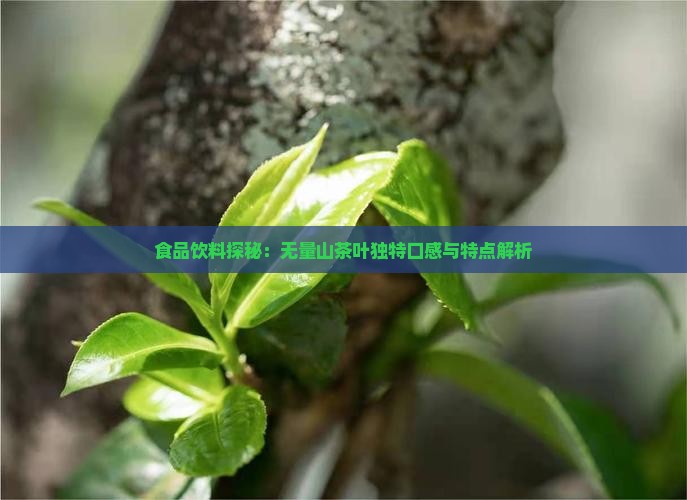 食品饮料探秘：无量山茶叶独特口感与特点解析