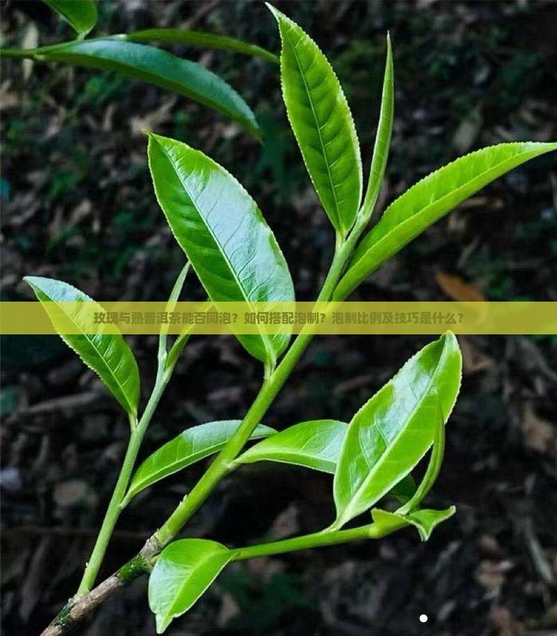 玫瑰与熟普洱茶能否同泡?如何搭配泡制?泡制比例及技巧是什么? 玫瑰与熟普洱茶能否同泡?如何搭配泡制?泡制比例及技巧是什么?