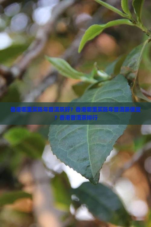 香港哪里买陈年普洱茶好？香港哪里买陈年普洱茶便宜？香港普洱茶排行