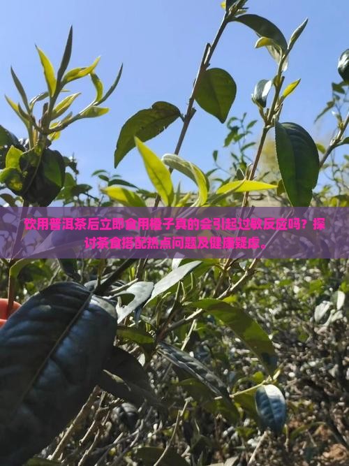 饮用普洱茶后立即食用橙子真的会引起过敏反应吗？探讨茶食搭配热点问题及健康疑虑。