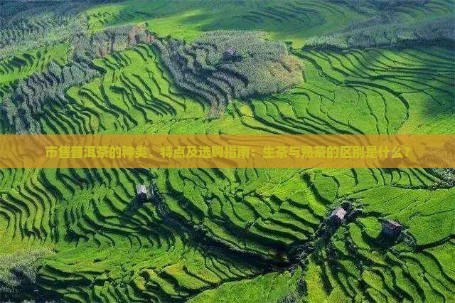 市售普洱茶的种类、特点及选购指南：生茶与熟茶的区别是什么？