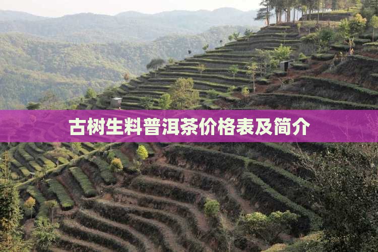 古树生料普洱茶价格表及简介