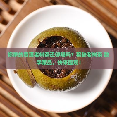 你家的普洱老树茶还够喝吗？稀缺老树茶+数字藏品，快来围观！