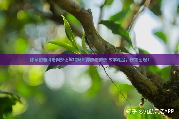 你家的普洱老树茶还够喝吗？稀缺老树茶+数字藏品，快来围观！