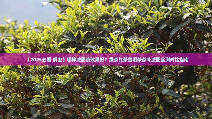 绿茶红茶普洱茶减肥效果好