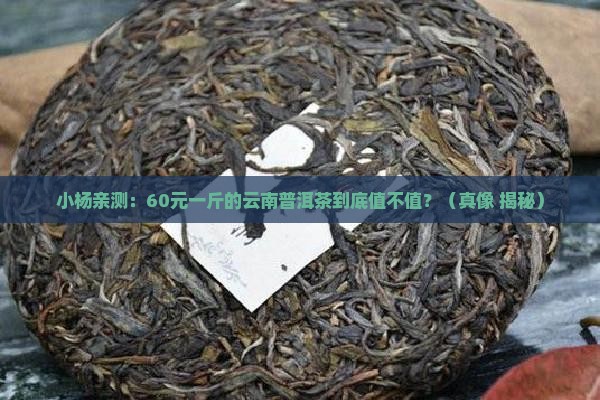 小杨推荐云南普洱茶60元一斤